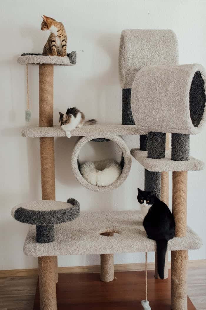 Three cats on a multi-level cat tree indoors, exhibiting playful behavior.
